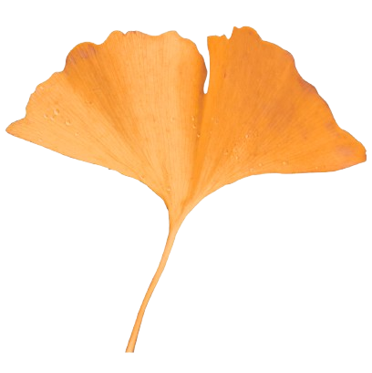 Discovery_Ginkgo_Leaf-removebg-preview